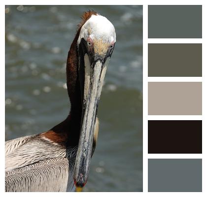 Pelican Bird Animal Image