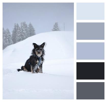 Animal Winter Dog Image
