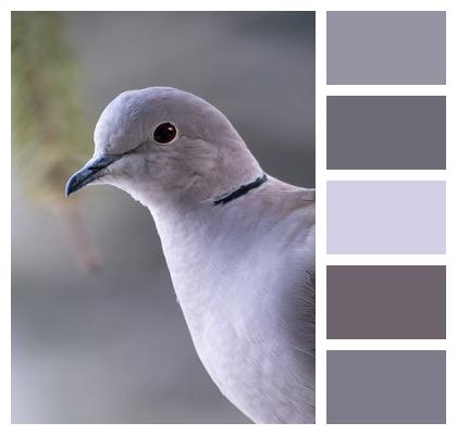 Nature Bird Pigeon Image