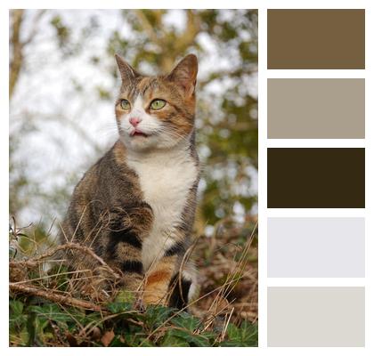 Cat Pet Feline Image