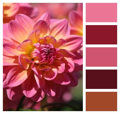 Flower Dahlia Pink Image