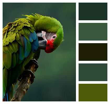 Multicoloured Bird Parrot Image