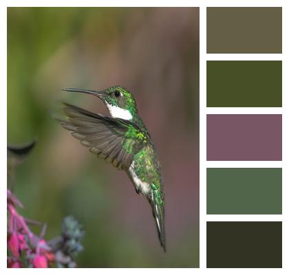 Ornithology Hummingbird Nature Image