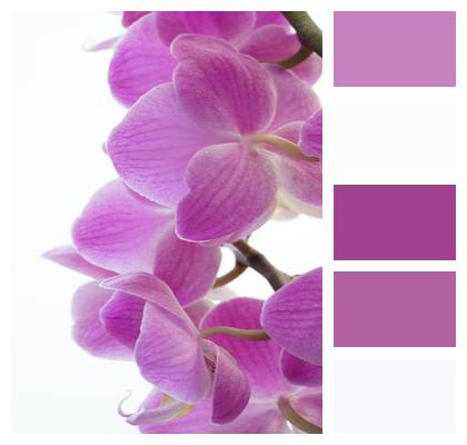 Flower Petals Orchid Image