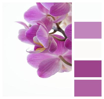 Flower Orchid Petals Image