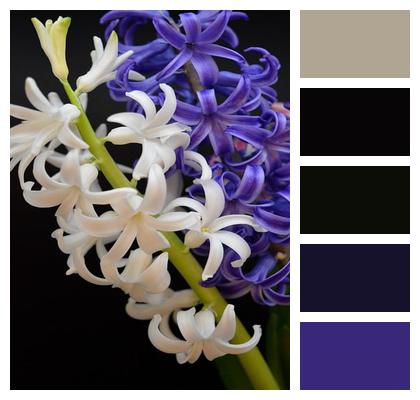 Flower Petals Hyacinths Image