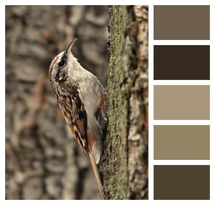 Sparrow Ornithology Bird Image