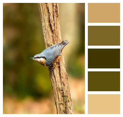 Nuthatch Bird Plumage Image