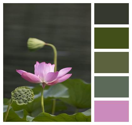 Lotus Flower Plant Image