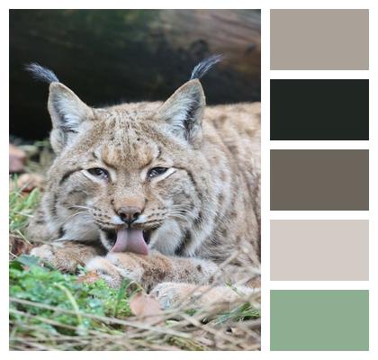 Nature Lynx Animal Image