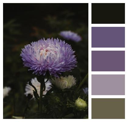 Flower Purple Nature Image