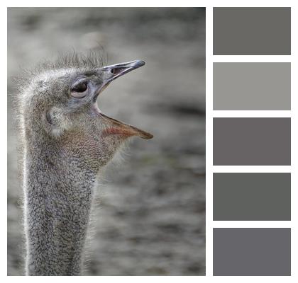 Ostrich Zoo Bird Image