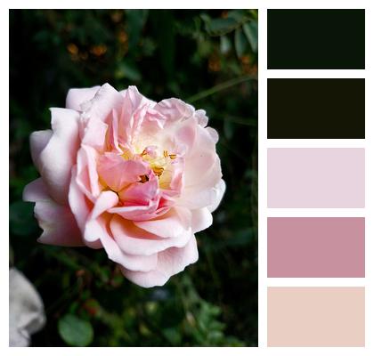 Pink Flower Rose Image