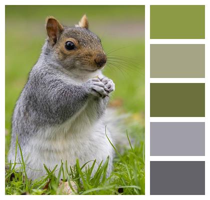 Squirrel Animal Rodent Image