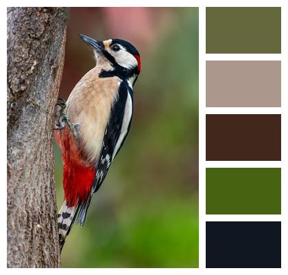 Tree Woodpecker Bird Image