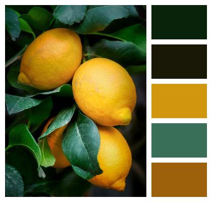 Lemons Fruits Citrus Image