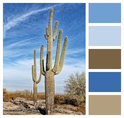 Cactus Desert Saguaro Image