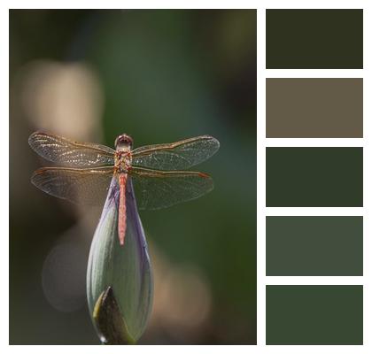 Insect Dragonfly Wings Image