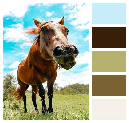 Animal Mammal Horse Image