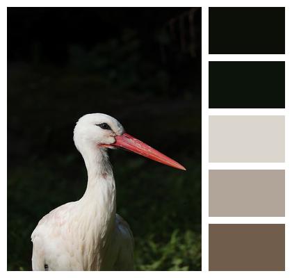 Animal Bird Stork Image