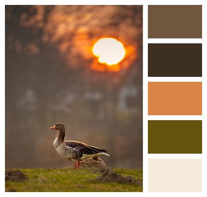 Sunset Bird Goose Image