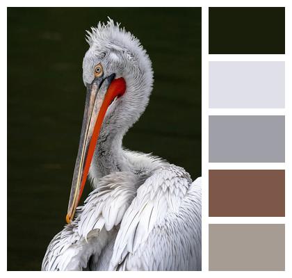 Pelican Animal Bird Image