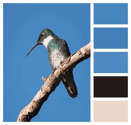 Hummingbird Bird Ornithology Image