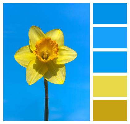 Yellow Daffodil Flower Image