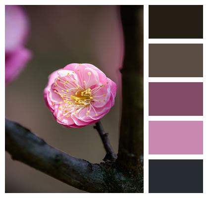 Pink Spring Flower Image