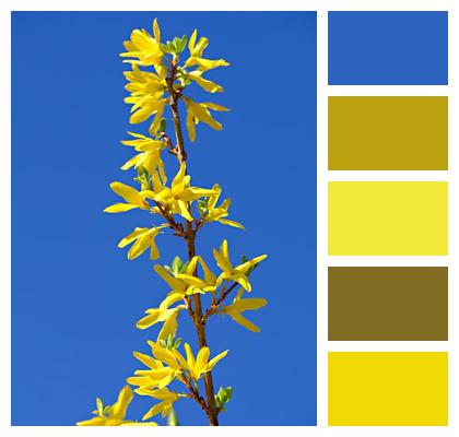 Blossoms Forsythia Yellow Image
