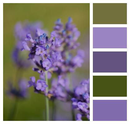 Flower Plant Lavender Image