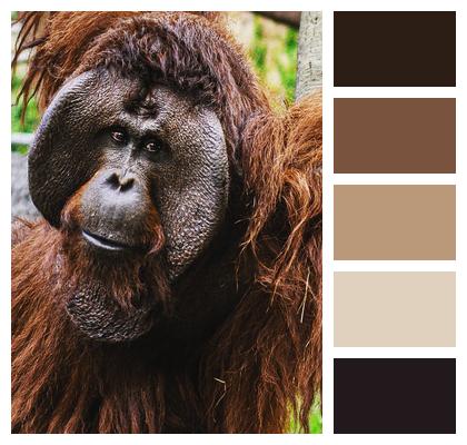 Wildlife Ape Orangutan Image