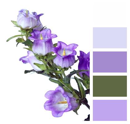 Bluebells Purple Flowers Image