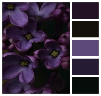 Blossoms Lilac Purple Image