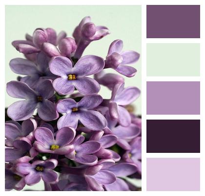 Flower Lilac Purple Image