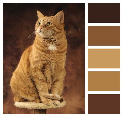 Animal Feline Cat Image