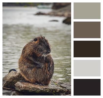 Beaver Rodent Nature Image