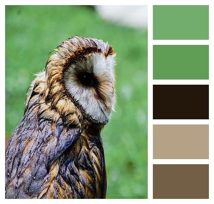 Owl Bird Fauna Image