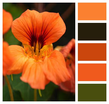 Nasturtium Flower Orange Image