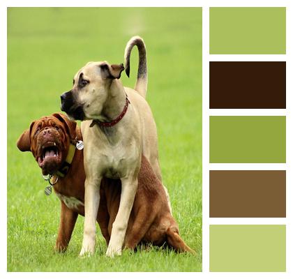 Burgundy Dogue Dog Image