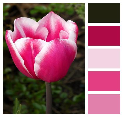 Flower Pink Tulip Image