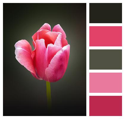 Pink Tulip Flower Image