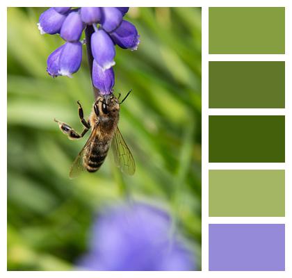 Insect Bee Flower Image