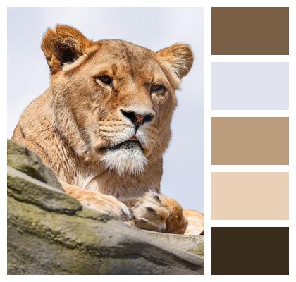 Animal Lioness Lion Image