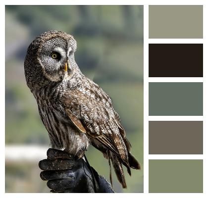 Ornithology Bird Owl Image