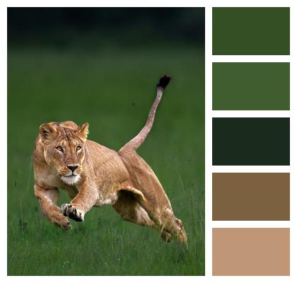 Lion Animal Nature Image