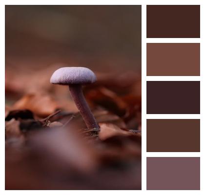Fungus Nature Mushroom Image