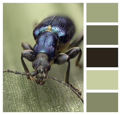 Insect Bug Beetle Image