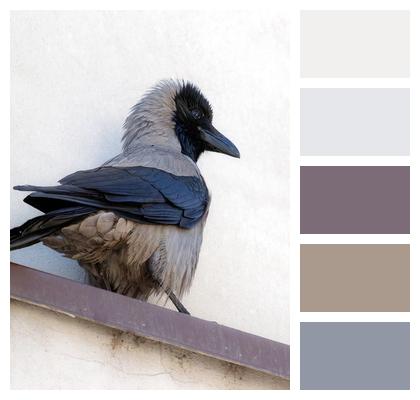 Bird Crow Animal Image