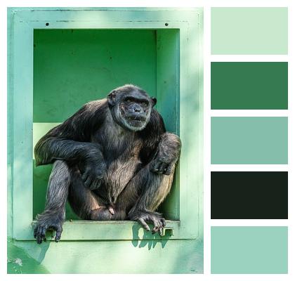 Chimp Chimpanzee Animal Image
